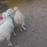 بره