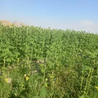 تمام امورات کشاورزی