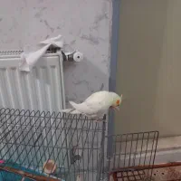 عروس هلندی ماده|پرنده|مشکین‌دشت, |دیوار