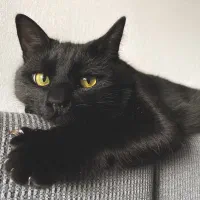 واگذاری بچه گربه مشکی