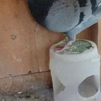 کبوتر غریبگیری