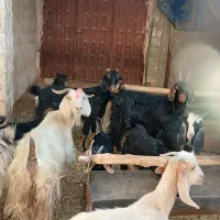 ۷ راس بز داشتی درجه یک.