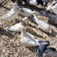 کفتر یه خانه|پرنده|همدان, |دیوار