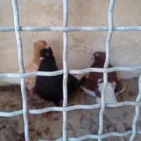 کبوتر