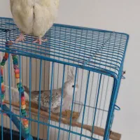 عروس هلندی خوشرنگ نژاد دار|پرنده|محمودآباد, |دیوار