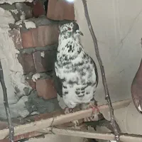 فروش تعدادی کبوتر پرشی. همشون حلقه جانعلی پاشون هس