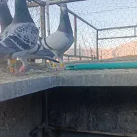 کبوتر پلاکی ب شرط هوا زدوخوردی|پرنده|شیراز, داریون|دیوار