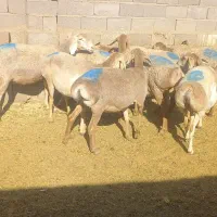 میش چینی عربی