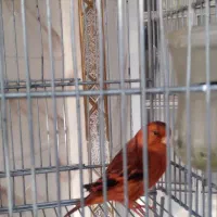 سهره قناری مست