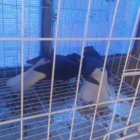 جفت دم سفید