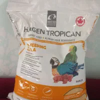 سرلاک طوطی هاگن سرلاک طوطی جوجه طوطی