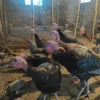 بوقلمون برنز وبور|حیوانات مزرعه|ساری, |دیوار