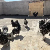 تخم مرغ گلین|حیوانات مزرعه|اصفهان, شاهزاده ابراهیم|دیوار