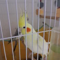 فروش عروس هلندی