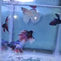 فایترهافمون وسوپردلتا