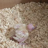 جوجه عروس لوتینو شاه جوجه سرلاکی