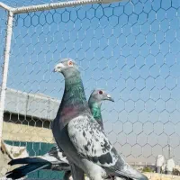 کبوتر پلاکی شهری طاووسی سبز پیازی زرد