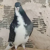 دمگیر گلین خرقه