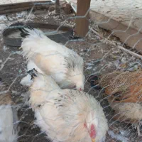 فروش خروس برهما|حیوانات مزرعه|یزد, |دیوار