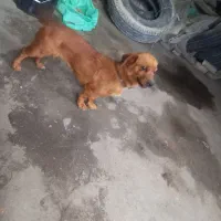 سگ اتوبوسی باحال