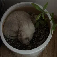 گربه اسکاتی کالر پوینت تبتی|گربه|تبریز, |دیوار