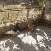 معاوضه کفتر|پرنده|سپیدان, |دیوار