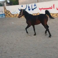 کره کیوان خاتم زاده کرد