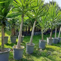 سیکاس ، یوکا ، آگاو ، پالم فیلیفرا|گل و گیاه طبیعی|تهران,  امام زاده قاسم (نیاوران)|دیوار