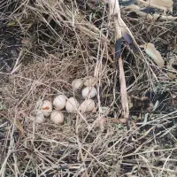 مرغ و خروس وغاز و اردک