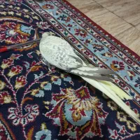 عروس پاریس عروس هلندی پرنده|پرنده|اهواز, رسالت|دیوار