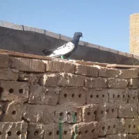 کفتر سینه سیاه پولکی|پرنده|تربت‌حیدریه, باغ ملی|دیوار