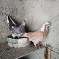 جفت کفتر پرشی