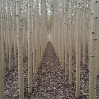 صنوبر ویژه باغ‌ها و فضای سبز مناسب اقلیم‌های سرد