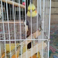 عروس. هلندی