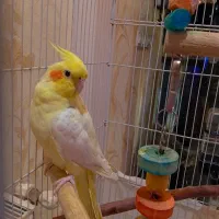 عروس هلندی لوتینو ماده