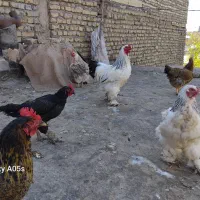 مرغ وخروس|حیوانات مزرعه|مشهد, نیزه|دیوار