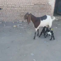 بز پاکستانی|حیوانات مزرعه|تربت جام, کشتارگاه|دیوار