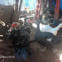 فروش اردک اسرائیلی و بوقلمون