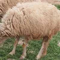 بره ابستن سالم وسرحال