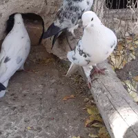 کبوتر غریبگیری|پرنده|ساوه, |دیوار