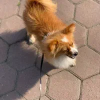 سگ پامریان آپارتمان|سگ|لاهیجان, انقلاب|دیوار