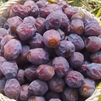 رطب دستچین درجه یک پیارم  گنتال شاهانی