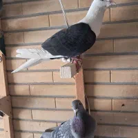 دوکت پلاکی سیاه