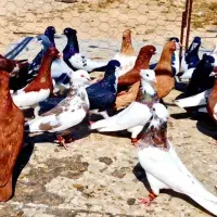 کفتر شهری بهبهانی|پرنده|شیراز, شهرک پرواز|دیوار