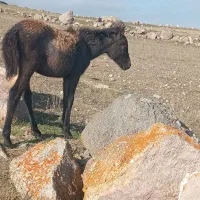 کره ماده اول بخون بعد بزنگ