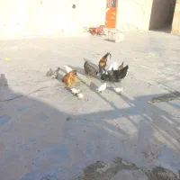 چند تا مرغ و جوجه و خروس میداوود