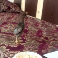 جوجه لاری ۱ هفته