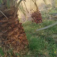 خدمات تراکتور با تیلر