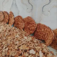 نان خشک تمیز