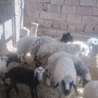هشت عدد بره